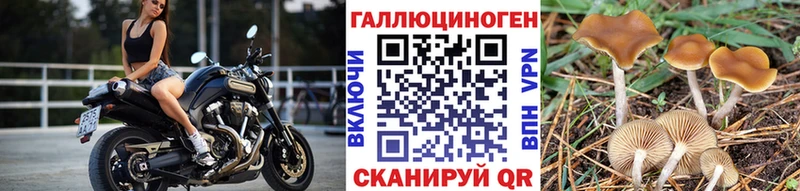 Псилоцибиновые грибы Cubensis Торопец